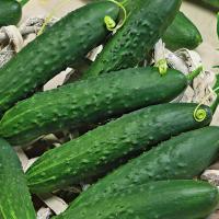 Сем Алт ч/б Огурец Феникс 0,5г