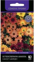 Остеоспермум Акилла Гранд Каньон Микс 5шт