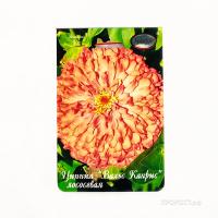 Цинния Вальс Каприс желто-кремовая 20*1