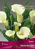 Калла Кэптин Сафари 14/16