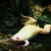 Квакша австралийская голубая S