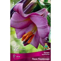 Лилия Трубчатая Пинк Перфекшн 14/16