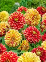 Георгины Смесь Карнавал