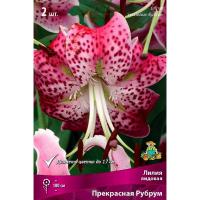 Лилия Прекрасная Рубрум 