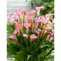 Калла Питерс Прайд (12/14) 2шт 