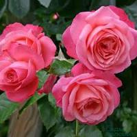 Саженцы Роза плетистая Розанна