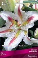 Лилия Восточная Плейтайм (12/14) 3 шт