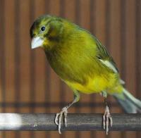 Птица Кенар стандарт девочка