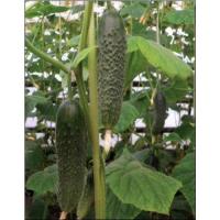 Огурец Артист F1 250шт