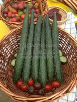 Огурец Аллигатор F1 0,2г