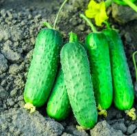 Огурец Рэппер F1 100шт