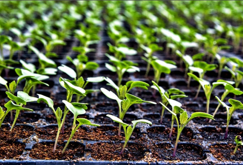 посев семян на рассаду