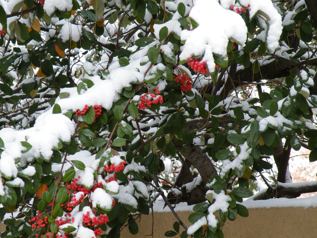 сад в декабре