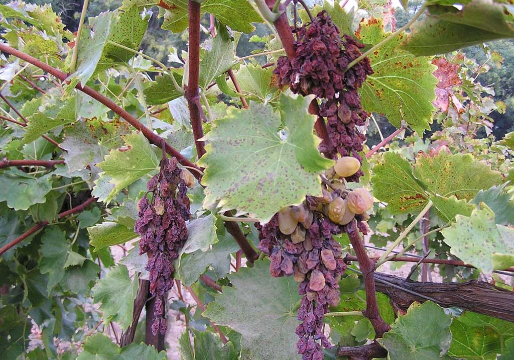 болезни винограда болезни винограда