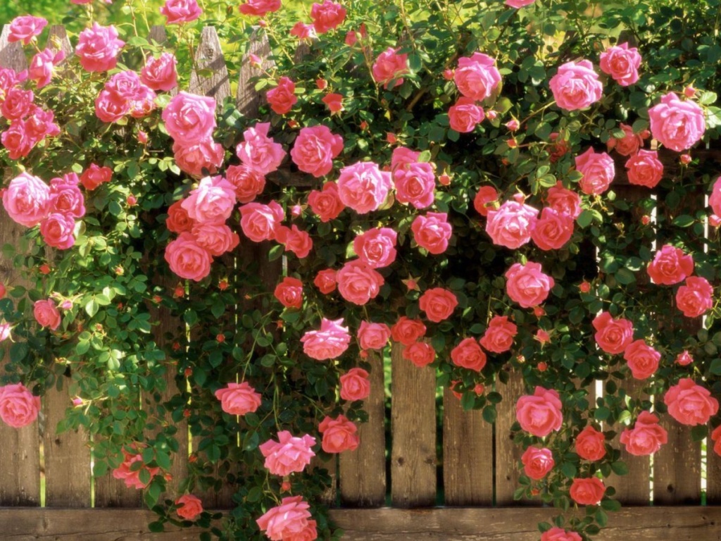 как обрезать розы на зиму?