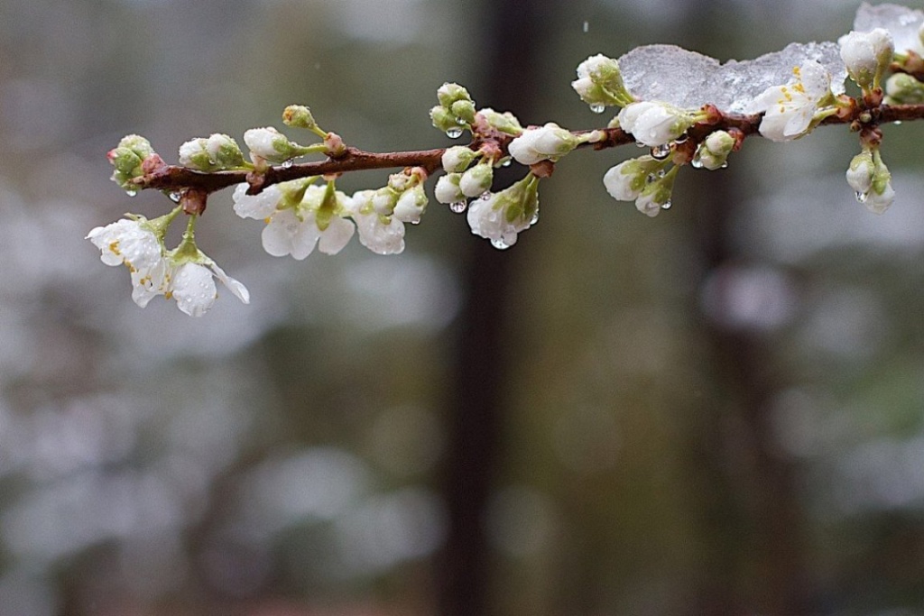 заморозки весной