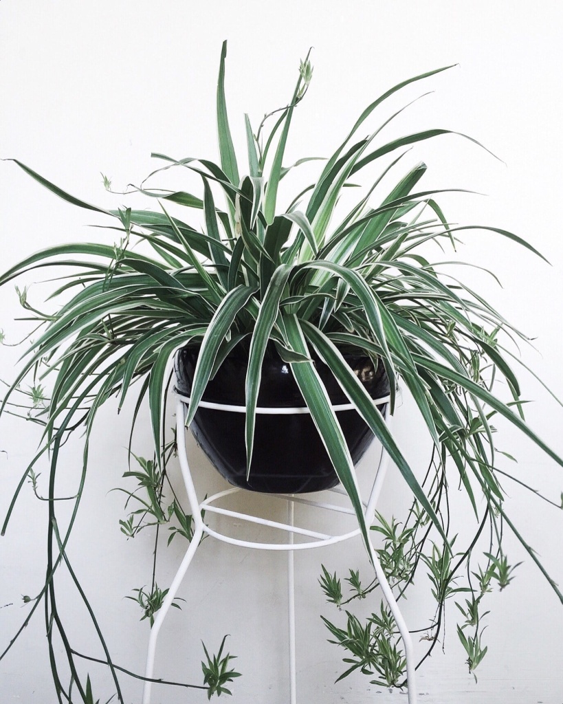 хлорофитум желтеет