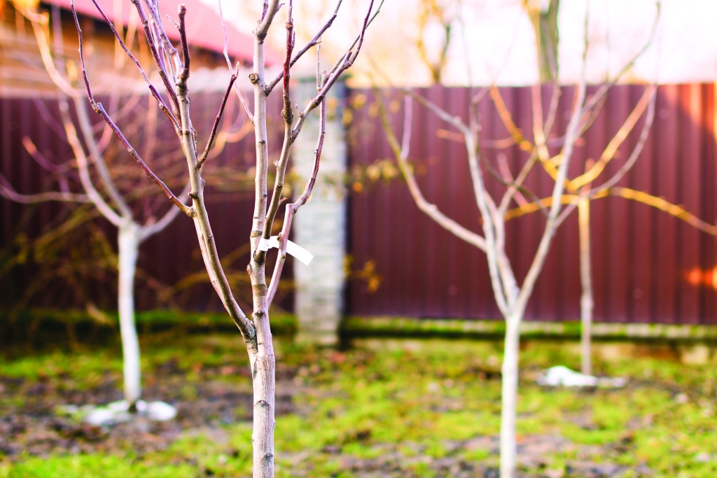 посадка сада осенью посадка сада осенью