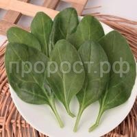 Шпинат Крепыш Шпинат Крепыш
