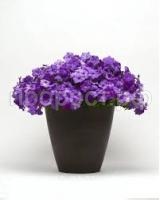 Без названия Без названия