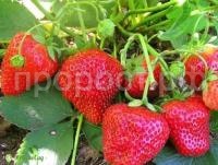 елизавета 2