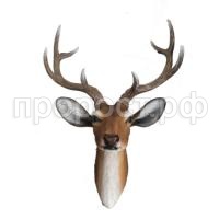 голова оленя голова оленя