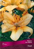 Лилия ЛА-Гибрид Глоуб (14-16) 2 шт 675506 Лилия ЛА-Гибрид Глоуб (14-16) 2 шт 675506