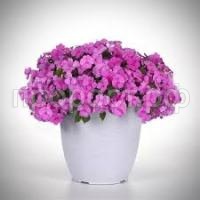 Без названия