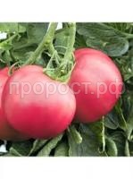 Без названия