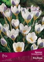 Крокус Блу Берд