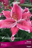 Лилия Восточная Зорро (14-16) 2 шт 736131