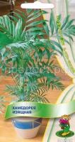 Хамедорея Изящная Хамедорея Изящная