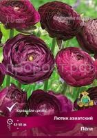 lutik_asia_pepl_kaper