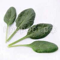 Шпинат Матадор Шпинат Матадор