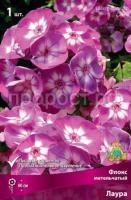Флокс метельчатый Лаура