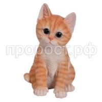 котенок рыж