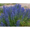 Семена синяка 1 кг